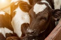 Young curious calfs on background of green grass, Cute calf looks into the object, A cow stands inside a ranch next to hay Royalty Free Stock Photo