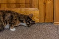 Young curious calico cat sniffing the gap