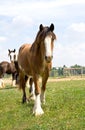 A young curious colt Royalty Free Stock Photo