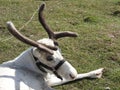 Young curious deer resting on the lawn in the zoo