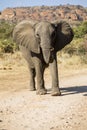 Young curious elephant sniff the air