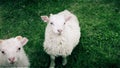 A young curious lamb keeping a watchful eye on the camera.