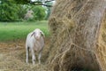 Young curious lamb next to a roll of hay Royalty Free Stock Photo