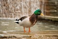 Young curious mallard duck water fountain Royalty Free Stock Photo