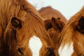 Young curious mare herd horses Royalty Free Stock Photo