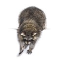 Young curious raccoon looking and leaning down Royalty Free Stock Photo