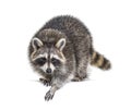 Young curious raccoon looking and leaning down on a white space