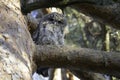 young curious tawny owl un in a pine Royalty Free Stock Photo