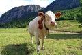 A young curious white-red simmental cattle with cowbells in the mountains Royalty Free Stock Photo