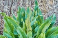 Young Curled Dock Rumex crispus plant growning in Texas