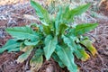 Young Curled Dock Rumex crispus plant growning in Texas Royalty Free Stock Photo
