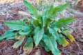 Young Curled Dock Rumex crispus plant growning in Texas