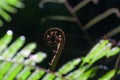 Young curled fern on blurred background.