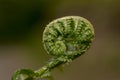 A young curled frond of a fern.
