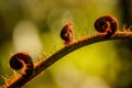 Young curly fern growing to its beauty Royalty Free Stock Photo