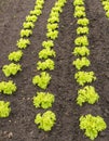 Young Curly Green Leaf Lettuce Plants In The Soil