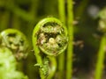 Young curly leaf of fern growing through the fallen leaves macro, selective focus, shallow DOF Royalty Free Stock Photo