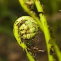 Young curly leaf of fern growing through the fallen leaves macro, selective focus, shallow DOF Royalty Free Stock Photo