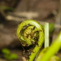 Young curly leaf of fern growing through the fallen leaves macro, selective focus, shallow DOF Royalty Free Stock Photo