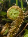 Young curly leaf of fern growing through the fallen leaves macro, selective focus, shallow DOF Royalty Free Stock Photo