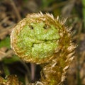 Young curly leaf of fern growing through the fallen leaves macro, selective focus, shallow DOF Royalty Free Stock Photo