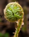 Young curly leaf of fern growing through the fallen leaves macro Royalty Free Stock Photo