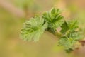 Young currant bush with buds. garden bushes in spring