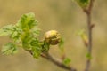 Young currant bush with buds. garden bushes in spring