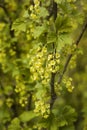 Currant bush with densely blooming yellow flowers. Royalty Free Stock Photo