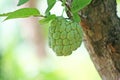 Young custard apple hanging on tree,Sugar apple