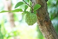 Young custard apple hanging on tree,Sugar apple