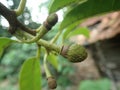 Young Custard apples or Sugar apples or Annona squamosa Linn. Royalty Free Stock Photo