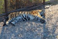 Tiger cub sleeps on the ground