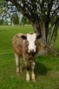 Young cute baby cow calf near the tree on a summer juicy green meadow Royalty Free Stock Photo