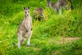Young and cute baby kangaroo looking at the photographer