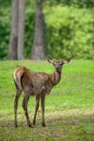 Young cute baby red deer Cervus Elaphus in summer in a forest in a  sunny day. Portrait of young cub from nature. Natural Royalty Free Stock Photo