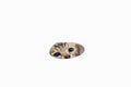 Young cute bengal cat waching from the round hole on the white background