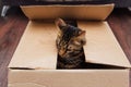 Young bengal kitty cat sitting inside of brown paper box Royalty Free Stock Photo