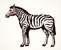 Zebra. Vector drawing Royalty Free Stock Photo