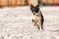 Border collie dog in snowy winter. Dog running and having fun in the snow Royalty Free Stock Photo