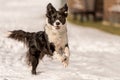 Border collie dog in snowy winter. Dog running and having fun in the snow Royalty Free Stock Photo