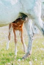 a young brown foal is drinking milk at the mother's udder Royalty Free Stock Photo