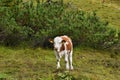 Young cute brown and white cow Royalty Free Stock Photo