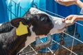 Young cute calf eats from the hands of a human