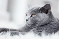 Young cute cat close-up portrait.