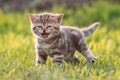 Young cute cat meowing in grass Royalty Free Stock Photo