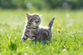 Young cute cat meowing outdoor looking up Royalty Free Stock Photo