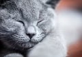 Young cute cat portrait close-up. The British Shorthair kitten with blue gray fur Royalty Free Stock Photo