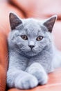 Young cute cat resting on leather sofa. The British Shorthair kitten with blue gray fur Royalty Free Stock Photo