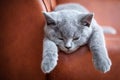 Young cute cat resting on leather sofa. The British Shorthair kitten with blue gray fur Royalty Free Stock Photo